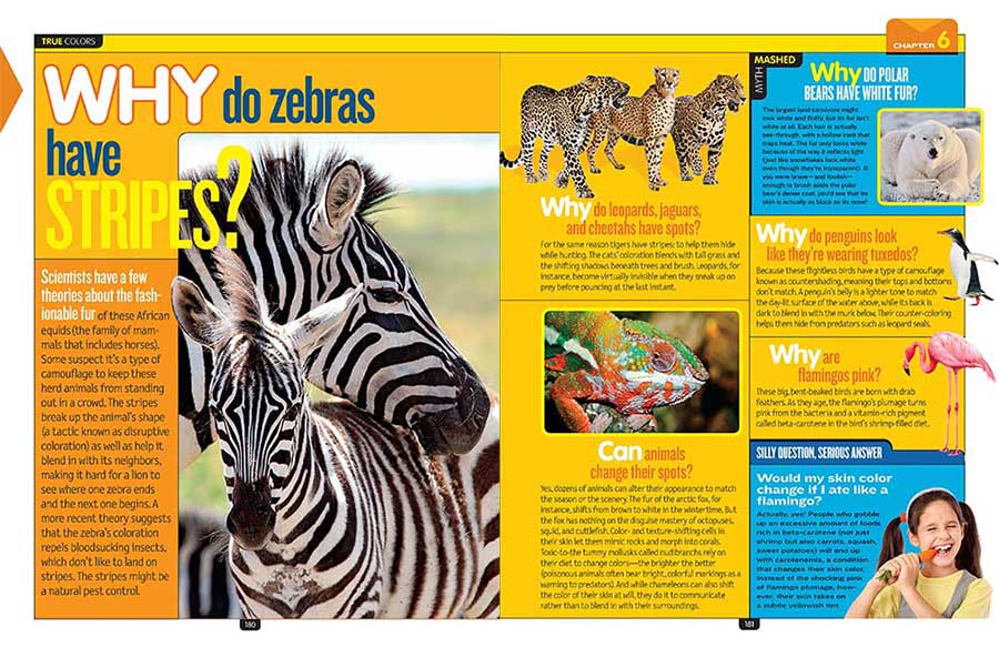 Why do Zebras Have Stripes?